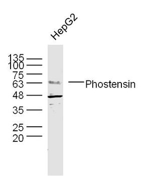 Phostensin Rabbit Polyclonal Antibody
