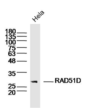 RAD51D Rabbit Polyclonal Antibody