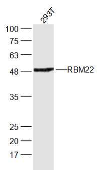 RBM22 Rabbit Polyclonal Antibody