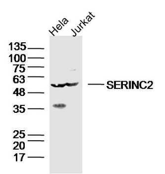 SERINC2 Rabbit Polyclonal Antibody