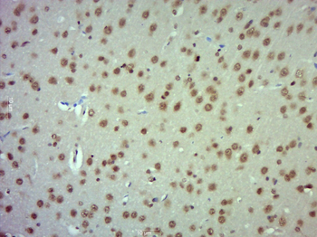 SFPQ Rabbit Polyclonal Antibody