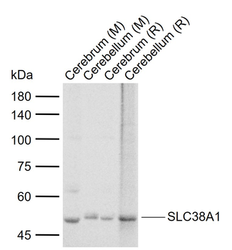 SLC38A1 Rabbit Polyclonal Antibody