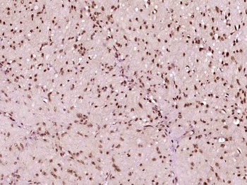 Phospho-Src (Ser75) Rabbit Polyclonal Antibody