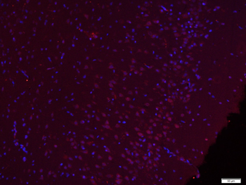 Phospho-Src (Ser75) Rabbit Polyclonal Antibody