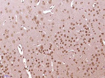 Phospho-Src (Ser75) Rabbit Polyclonal Antibody