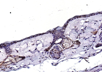 Phospho-Src (Ser75) Rabbit Polyclonal Antibody
