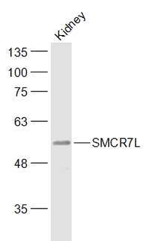 MIEF1 Rabbit Polyclonal Antibody