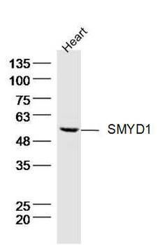 SMYD1 Rabbit Polyclonal Antibody