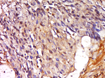 SFRS9 Rabbit Polyclonal Antibody