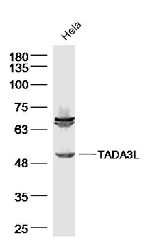 TADA3L Rabbit Polyclonal Antibody