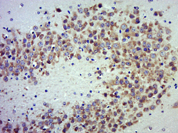 TAF1A Rabbit Polyclonal Antibody