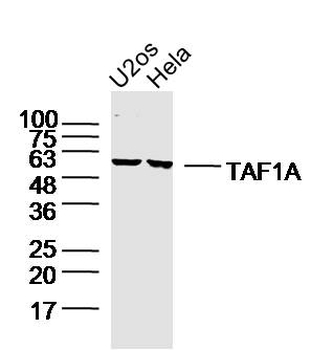 TAF1A Rabbit Polyclonal Antibody