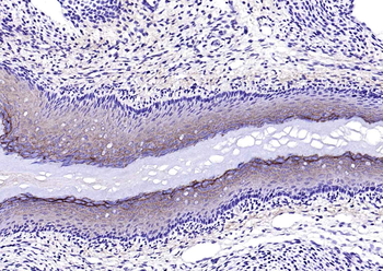 Sclerostin Rabbit Polyclonal Antibody