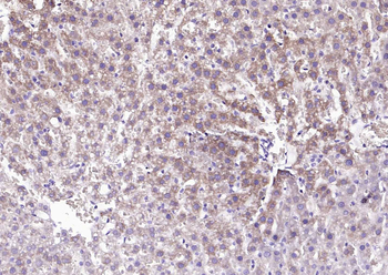 Sclerostin Rabbit Polyclonal Antibody