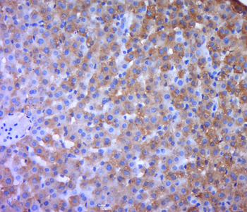 AKR1C2 Rabbit Polyclonal Antibody