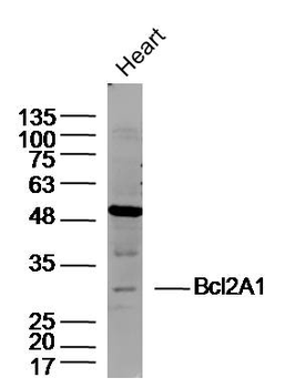 Bcl2A1 Rabbit Polyclonal Antibody