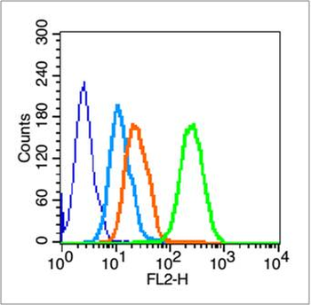 CD19 Rabbit Polyclonal Antibody