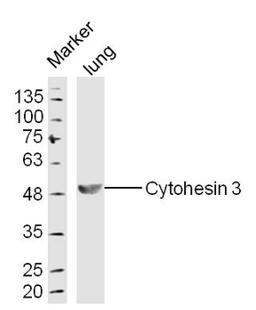 Cytohesin 3 Rabbit Polyclonal Antibody