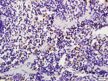 Caspase-1 p20 Rabbit Polyclonal Antibody