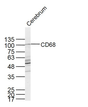 CD68 Rabbit Polyclonal Antibody