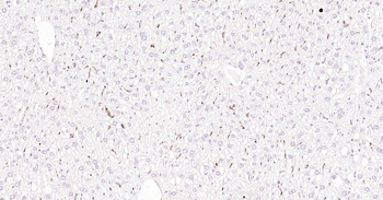 CD68 Rabbit Polyclonal Antibody