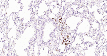 CD68 Rabbit Polyclonal Antibody
