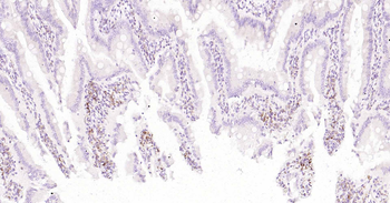 CD68 Rabbit Polyclonal Antibody
