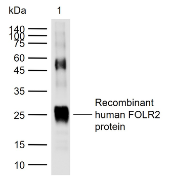 FOLR2 Rabbit Polyclonal Antibody