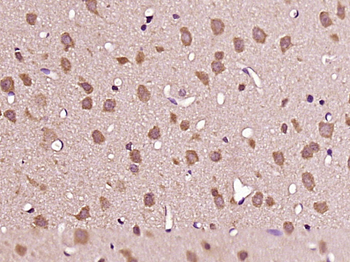 HAP1 Rabbit Polyclonal Antibody