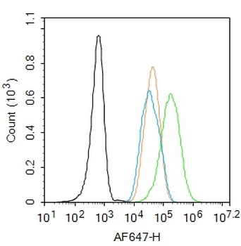 Phospho-IRS1 (Tyr632) Rabbit Polyclonal Antibody