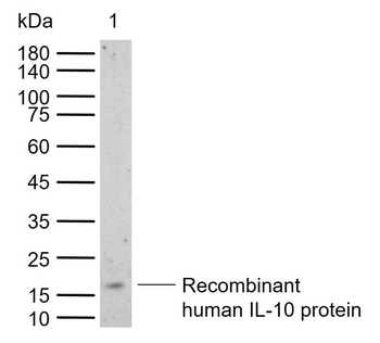 IL-10 Rabbit Polyclonal Antibody
