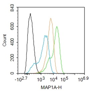 MAP1A Rabbit Polyclonal Antibody