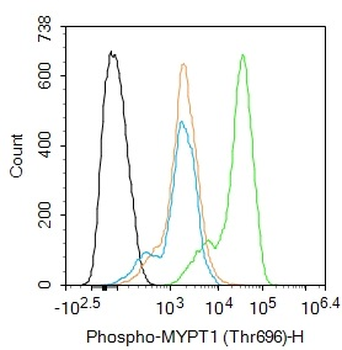 Phospho-MYPT1 (Thr696) Rabbit Polyclonal Antibody
