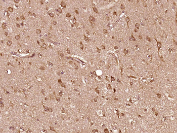 MOG Rabbit Polyclonal Antibody
