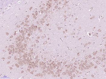 NXT2 Rabbit Polyclonal Antibody