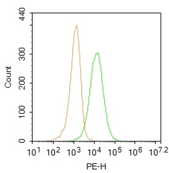 PHEX Rabbit Polyclonal Antibody