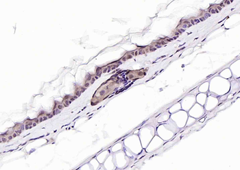PURB Rabbit Polyclonal Antibody