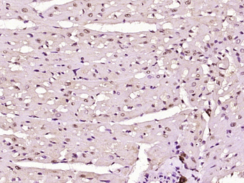 PURB Rabbit Polyclonal Antibody