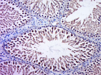 Phospho-Paxillin (Ser83) Rabbit Polyclonal Antibody
