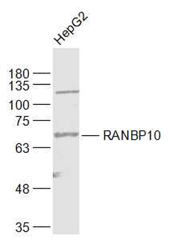 RANBP10 Rabbit Polyclonal Antibody