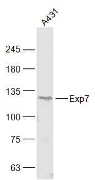 RANBP16/Exp7 Rabbit Polyclonal Antibody