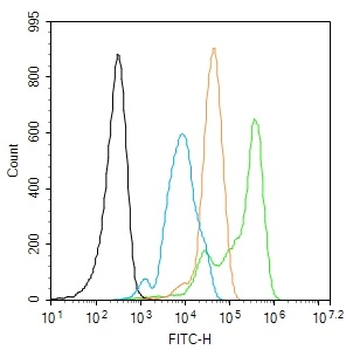 Rad51 Rabbit Polyclonal Antibody