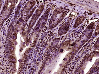 Rad51 Rabbit Polyclonal Antibody