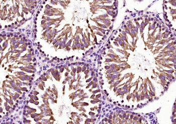 Rad51 Rabbit Polyclonal Antibody