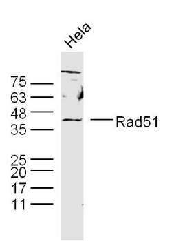 Rad51 Rabbit Polyclonal Antibody