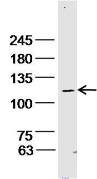 Integrin alpha-3 heavy chain Rabbit Polyclonal Antibody