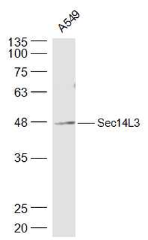 Sec14L3 Rabbit Polyclonal Antibody