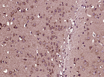 SERAC1 Rabbit Polyclonal Antibody