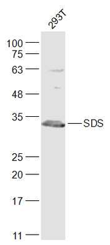 SDS/Serine dehydratase Rabbit Polyclonal Antibody
