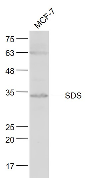 SDS/Serine dehydratase Rabbit Polyclonal Antibody